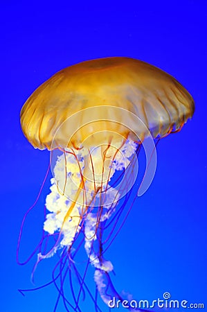 Drifting jellyfish Stock Photo