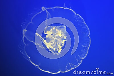 Drifting Moon jellyfish Stock Photo