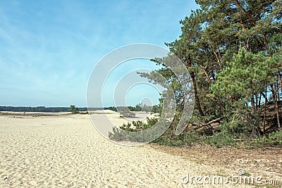 Drifting sand in nature reserve Mosselse zand. Stock Photo