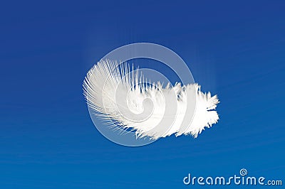 Drifting of the white plumage in the blue sky Stock Photo