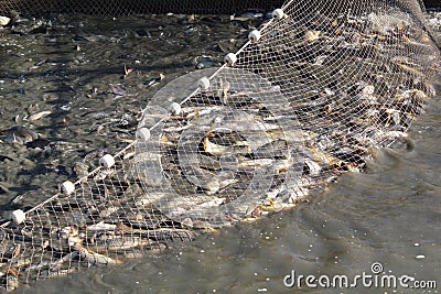 Driftnet full with fish Stock Photo