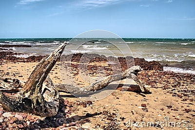 Driftwood Stock Photo