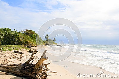 Driftwood beach Corn Island Nicar Stock Photo