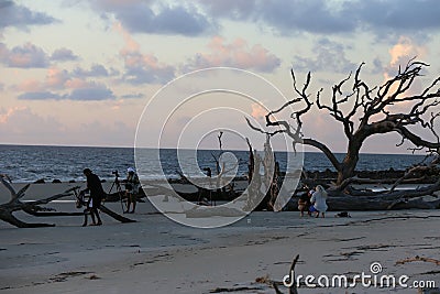 Driftwood Beach, Jekyll Island, GA Editorial Stock Photo