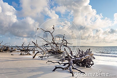 Driftwood Beach, Jekyll Island Georgia Stock Photo