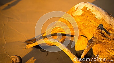 Driftwood on a beach Stradbroke Island Australia Stock Photo