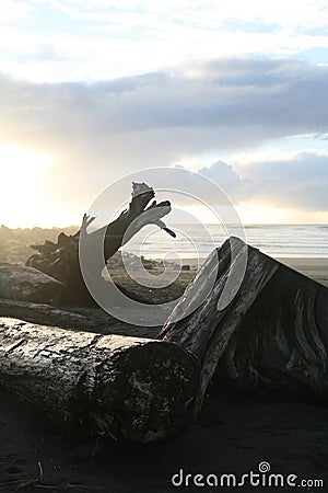 Driftwood on a beach with the sunset behind Stock Photo