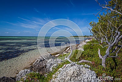 Driftwood and coral rocks surround edge of Bahia Honda bay Stock Photo