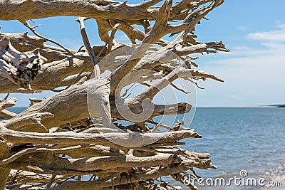 Driftwood on a Florida beach Stock Photo