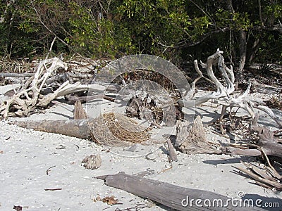 Driftwood on a Florida Beach Stock Photo