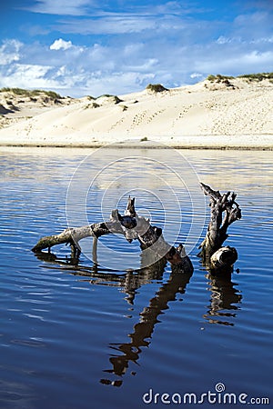 Driftwood in lake Stock Photo