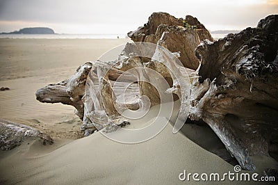 Driftwood on a misty beach near Tofino, Canada Stock Photo