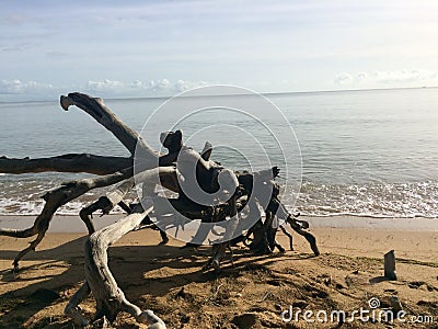 Driftwood ocean wasted up Stock Photo