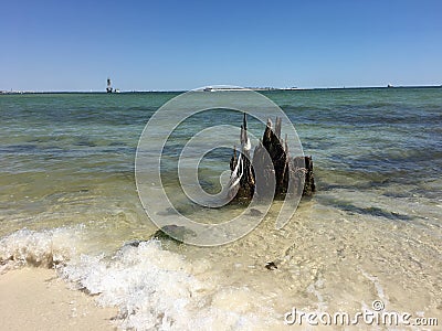 Driftwood in Pensacola Stock Photo