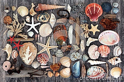 Driftwood Seashell and Seaweed Abstract Stock Photo