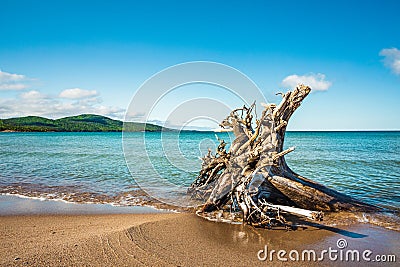 Driftwood stump with roots on the beach of Lake Superior at Neys Stock Photo