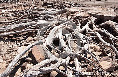 Driftwood Tree Branches Stock Photo