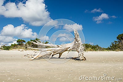 Driftwood tree on Shell Island Stock Photo
