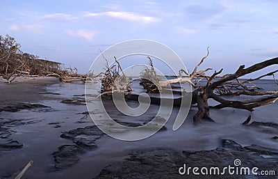 Sunrise on driftwood beach 3 Stock Photo