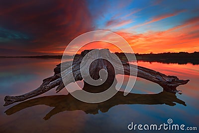 Driftwood During a Vibrant Sunrise Stock Photo