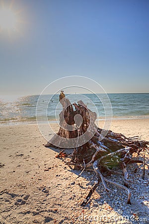 Driftwood on white sand beach of Delnor-Wiggins Pass State Park Stock Photo