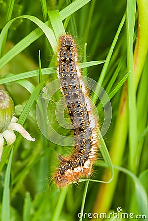 Drinker moth larva Stock Photo