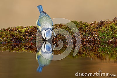 Drinking blue tit Stock Photo