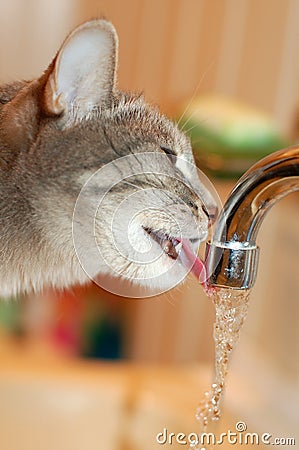 Drinking cat Stock Photo