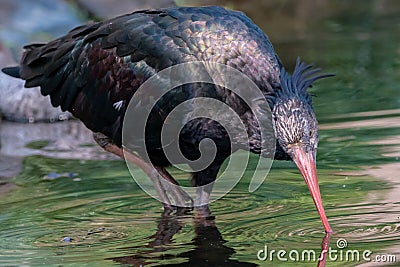 Drinking Northern bald ibis standing on one leg Stock Photo