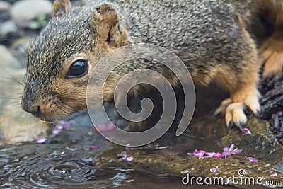 Drinking Squirrel Stock Photo