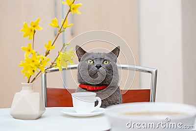 Drinking tea together with adorable grey cat Stock Photo