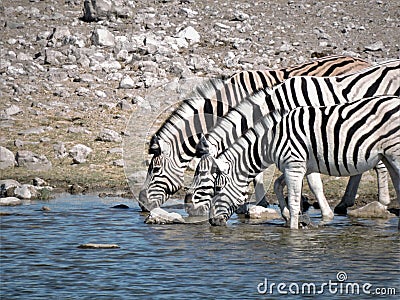 Drinking zebras Stock Photo