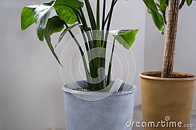 Drip fertilizer for potted plants, growth acceleration, home plant care. A bottle of liquid is inserted into the soil in a pot Stock Photo