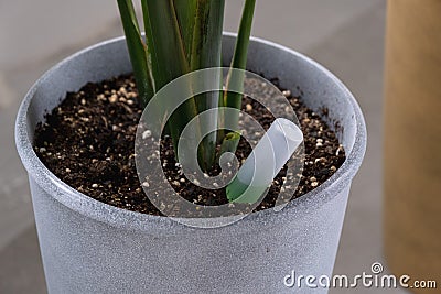 Drip fertilizer for potted plants, growth acceleration, home plant care. A bottle of liquid is inserted into the soil in a pot Stock Photo