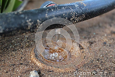 Drip Irrigation System Close Up - Stock Image Stock Photo