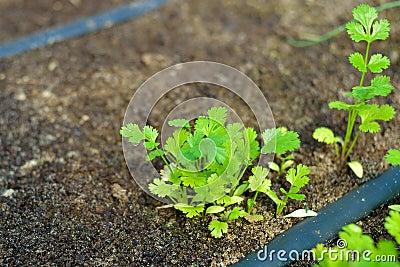 Drip irrigation system Stock Photo