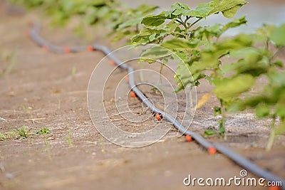 Drip Irrigation System Stock Photo