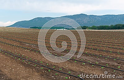 Drip irrigation system watering organic plants in the field. Stock Photo