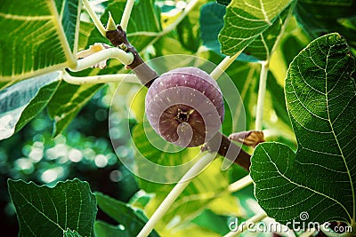 Dripping ripe fig on the tree, soft focus Stock Photo