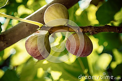 Dripping ripe fig on the tree, soft focus Stock Photo