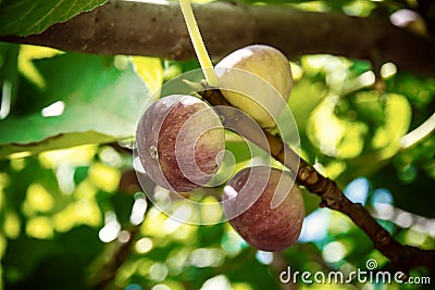 Dripping ripe fig on the tree, soft focus Stock Photo