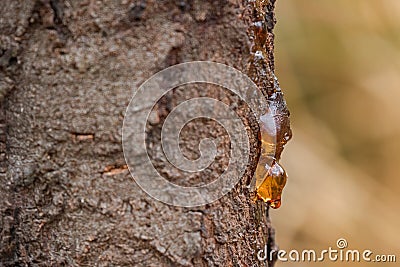 Dripping sap, natural gum tree resin on bark with blurred yellow Stock Photo