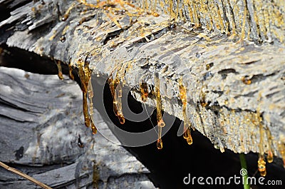 Drips of resin on the pine cut Stock Photo