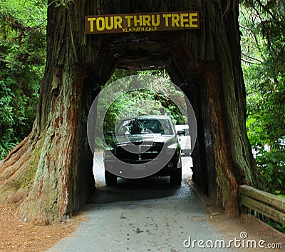 The Drive Thru Tree Editorial Stock Photo