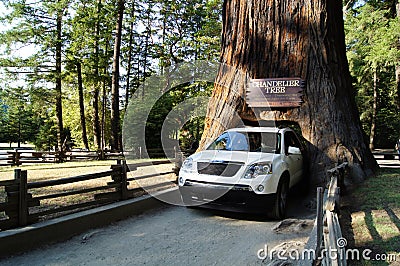 Drive Through Tree Stock Photo