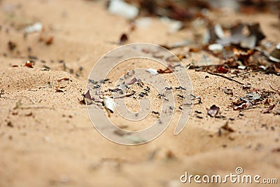 Driver ants or safari ants Stock Photo