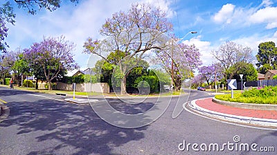 Driving along beautiful tree canopy lined streets with purple Jacaranda trees. Stock Photo