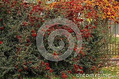 Driving around the temple. Gig chualiti's photo Tiny beautiful plants Stock Photo