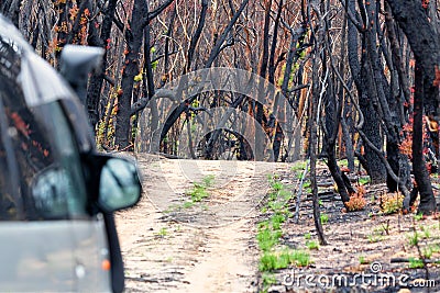 Driving through burnt bush land after summer fires Stock Photo