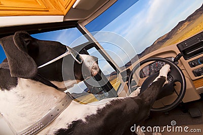 Driving Dog Stock Photo